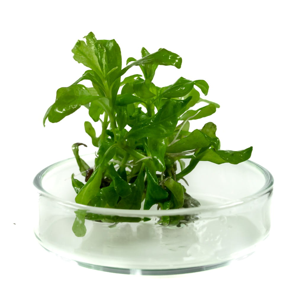 Hygrophila Polysperma nadwódka wielonasienna in vitro porcja